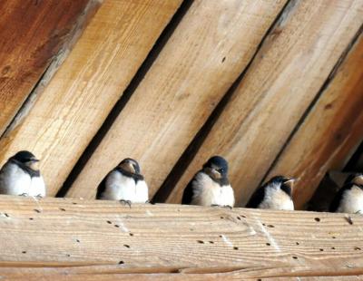 Bâtiments en travaux et espèces protégées