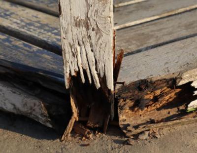 Les pathologies biologiques du bois dans la construction